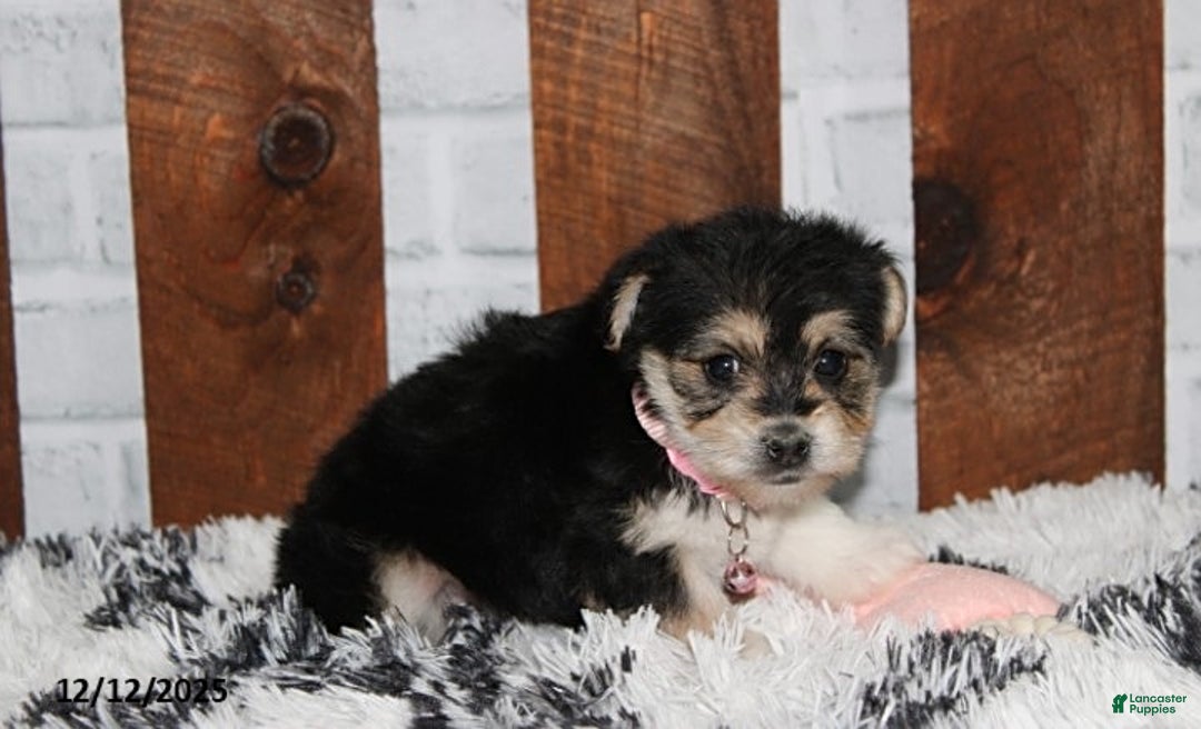 Yochon dogs for sale: Dolly - Ad 4