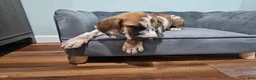 Great Dane dogs for sale: Brindlequin (Rare Coat) - Ad 8
