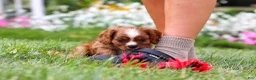 Cavalier King Charles Spaniel dogs for sale: Ollie - Ad 10