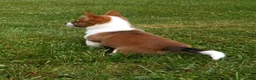 Mixed Breed dogs for sale: Callisto - Ad 3