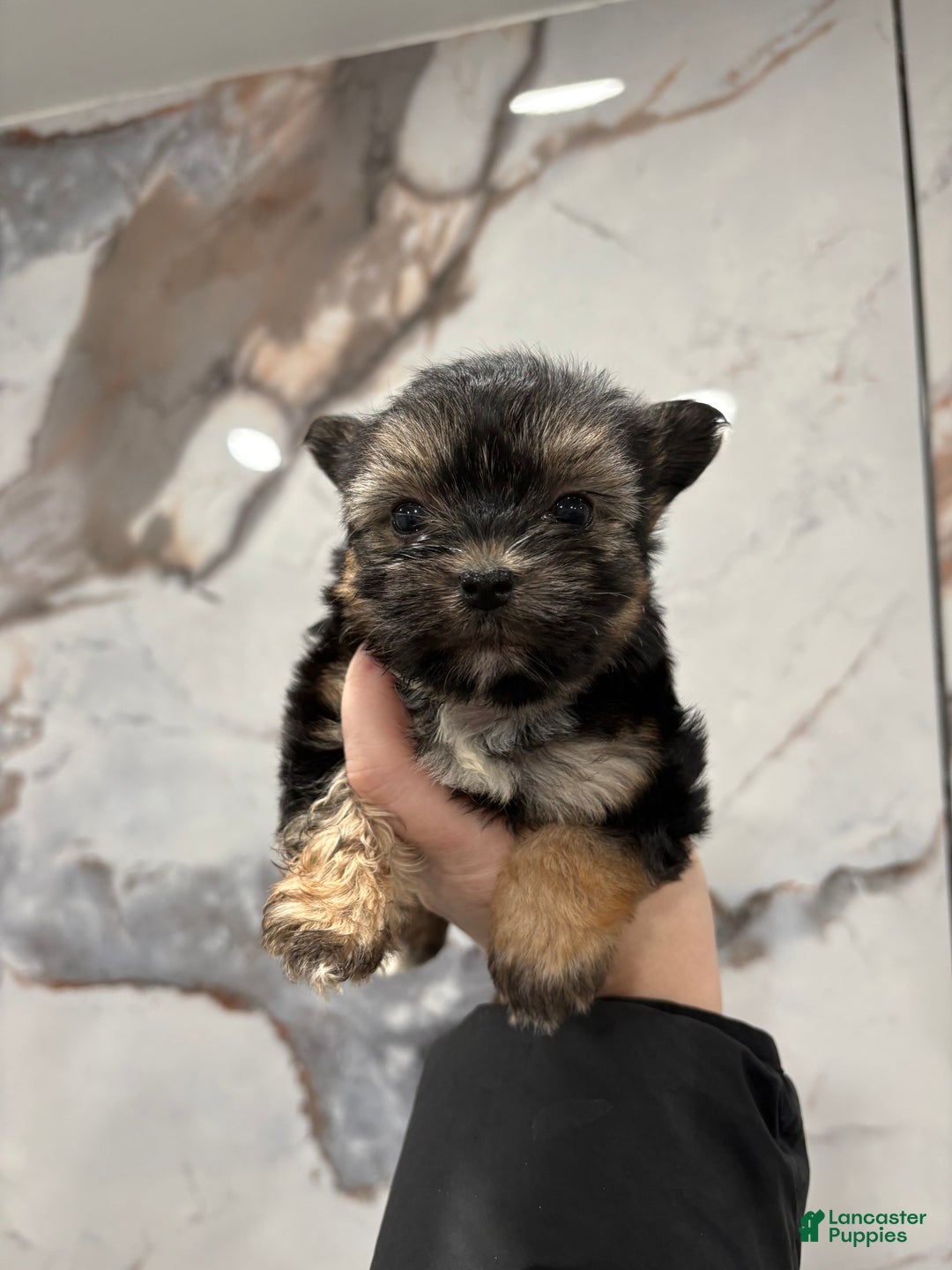 Morkie dogs for sale: Lala - Ad 4