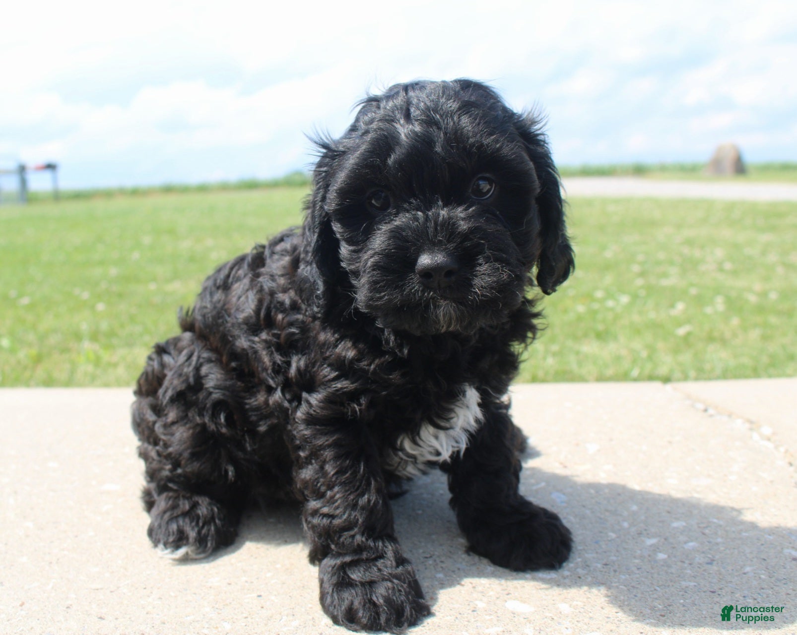 Cavapoo dogs for sale: Marshall  - Ad 1