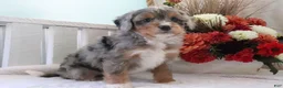 Mini Bernedoodle dogs for sale: Sandy - Ad 3