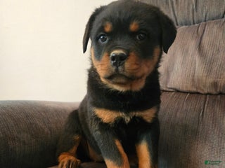 Rottweiler dogs Lily - Ad 31
