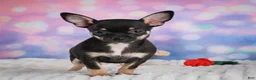 Chihuahua dogs for sale: Boone - Ad 12