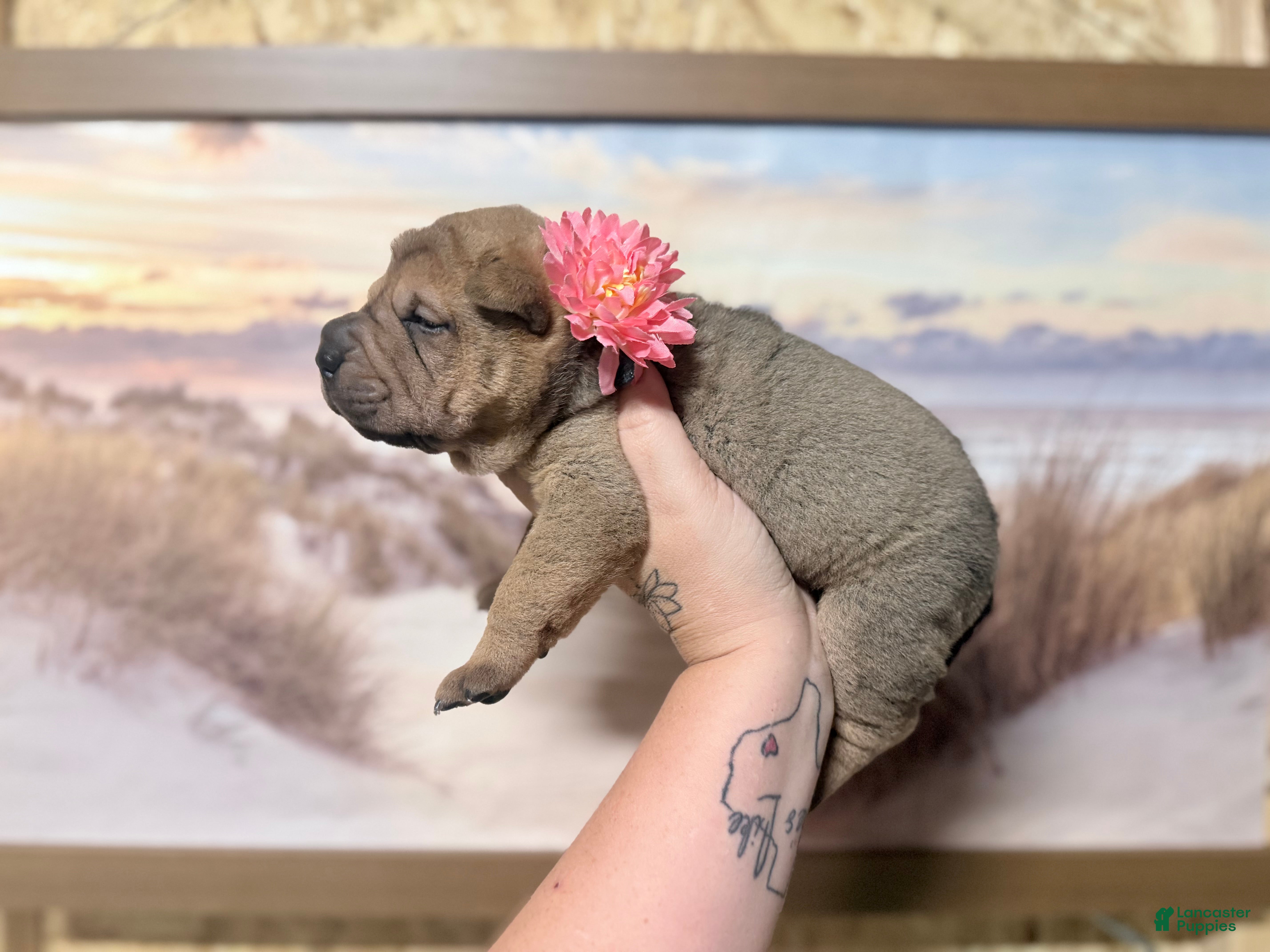 Shar Pei dogs Everest - Ad 1