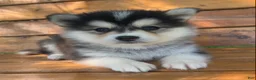 Alaskan Klee Kai dogs for sale: Happy Little Charlotte! - Ad 5
