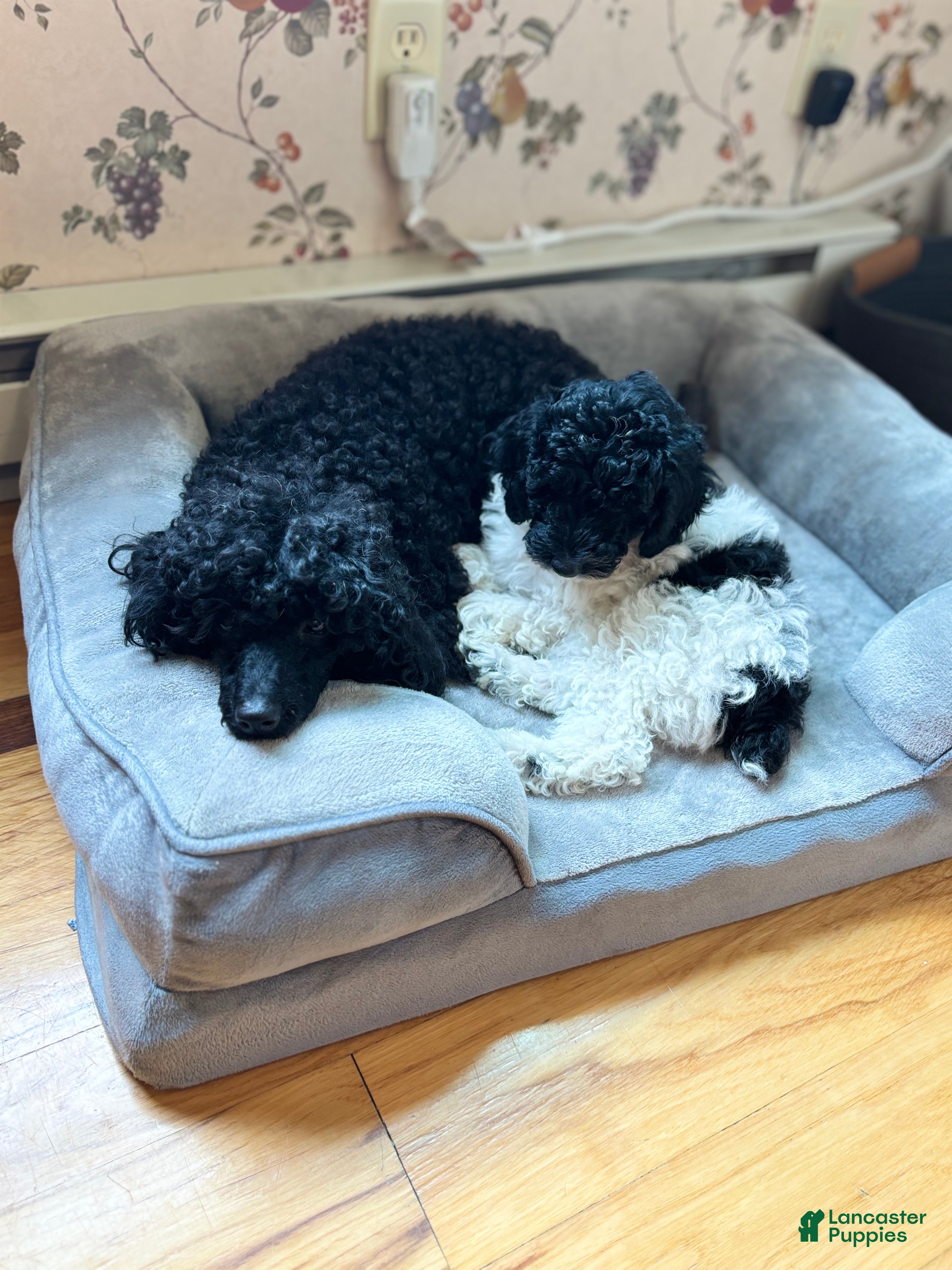 Miniature Poodle dogs Patches - Ad 2