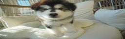 Alaskan Malamute dogs for sale: Xiao Huang - Ad 4