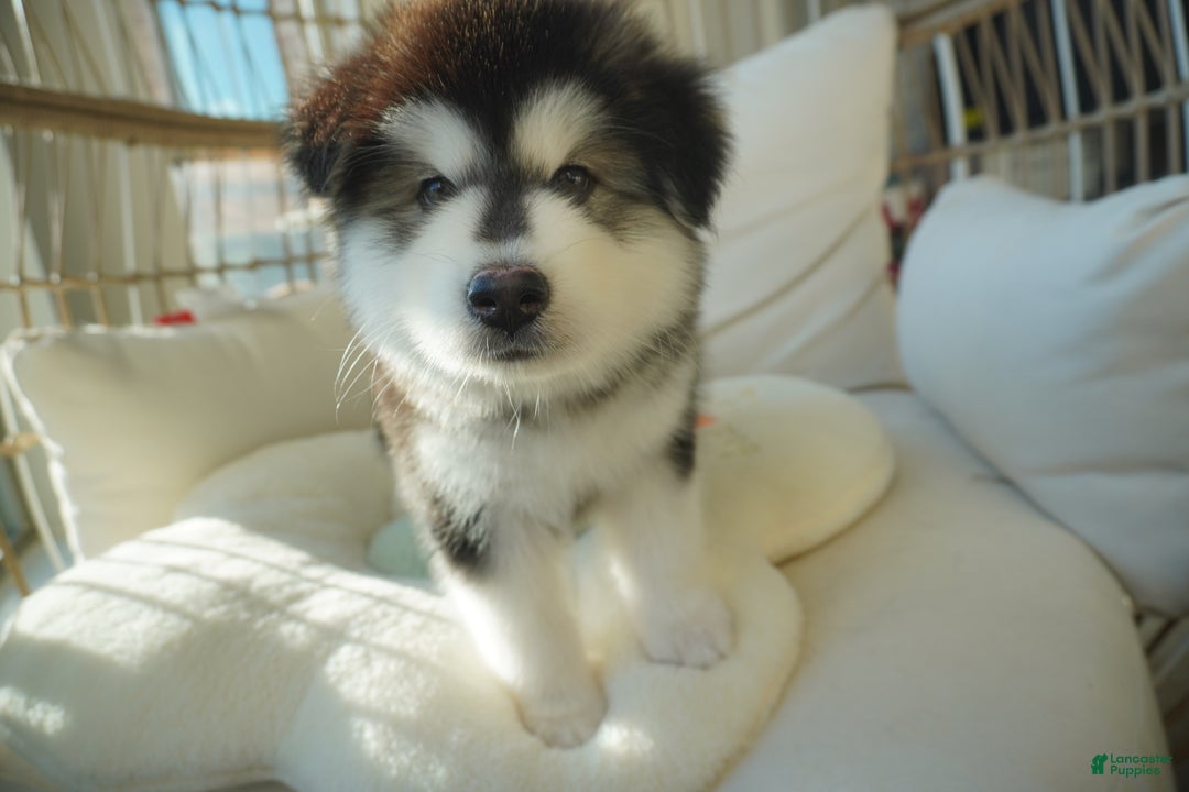 Alaskan Malamute dogs for sale: Xiao Huang - Ad 4
