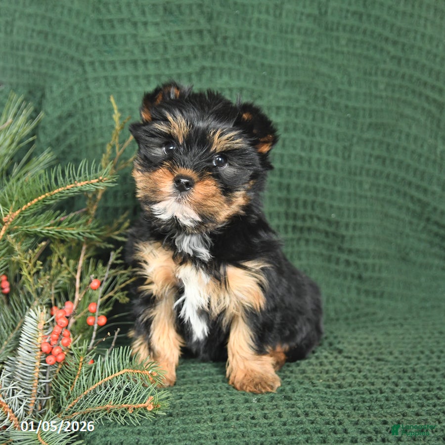 Yorkshire Terrier dogs Jack  - Ad 38