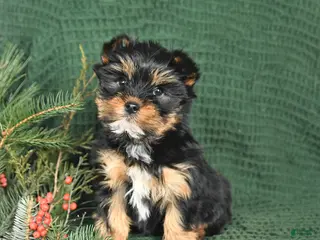 Yorkshire Terrier dogs Jack - Ad 31