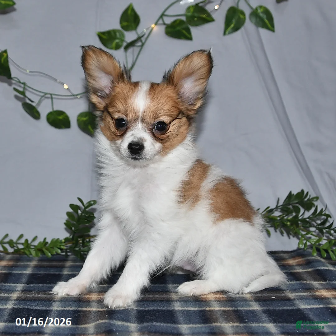 Papillon dogs for sale: Nipper - Ad 12
