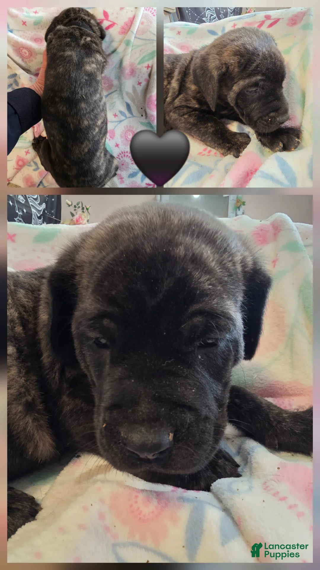 English Mastiff dogs for sale: English Mastiff Puppy 🖤 - Ad 2