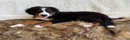 Bernedoodle dogs for sale: Cooper ❤️ - Ad 5