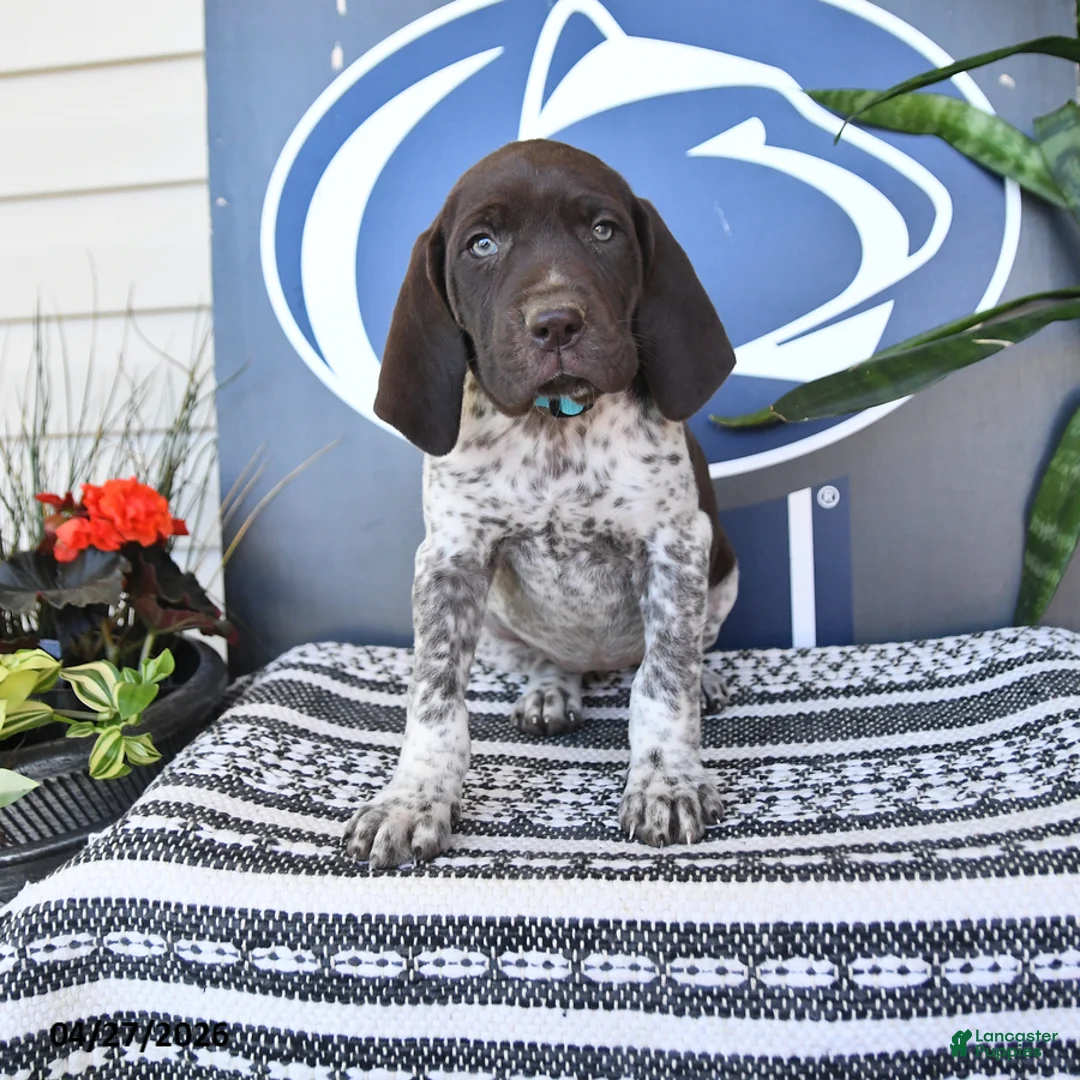 German Shorthaired Pointer dogs for sale: Clara - Ad 1