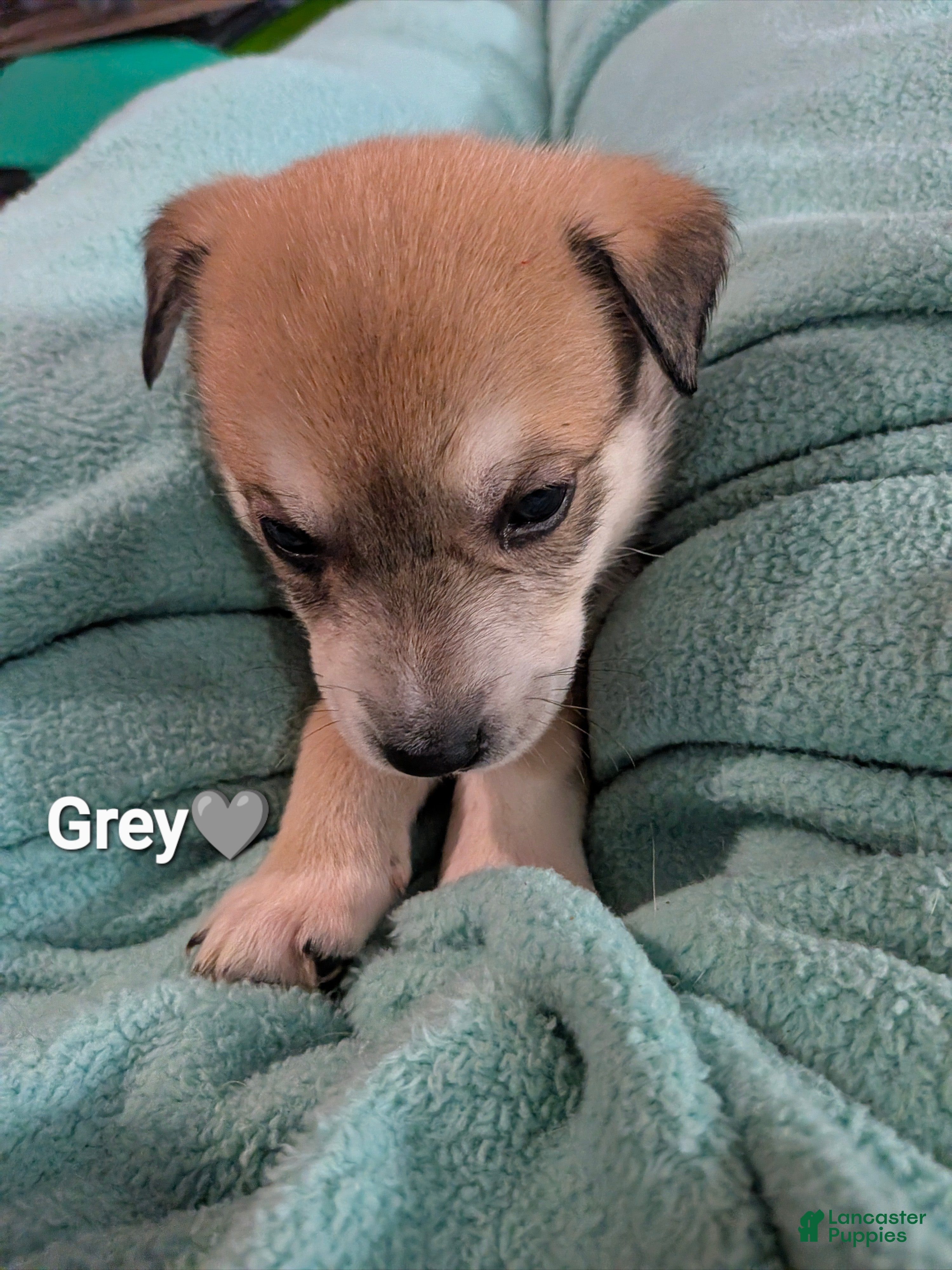 Mixed Breed dogs for sale: Grey collar - Ad 4