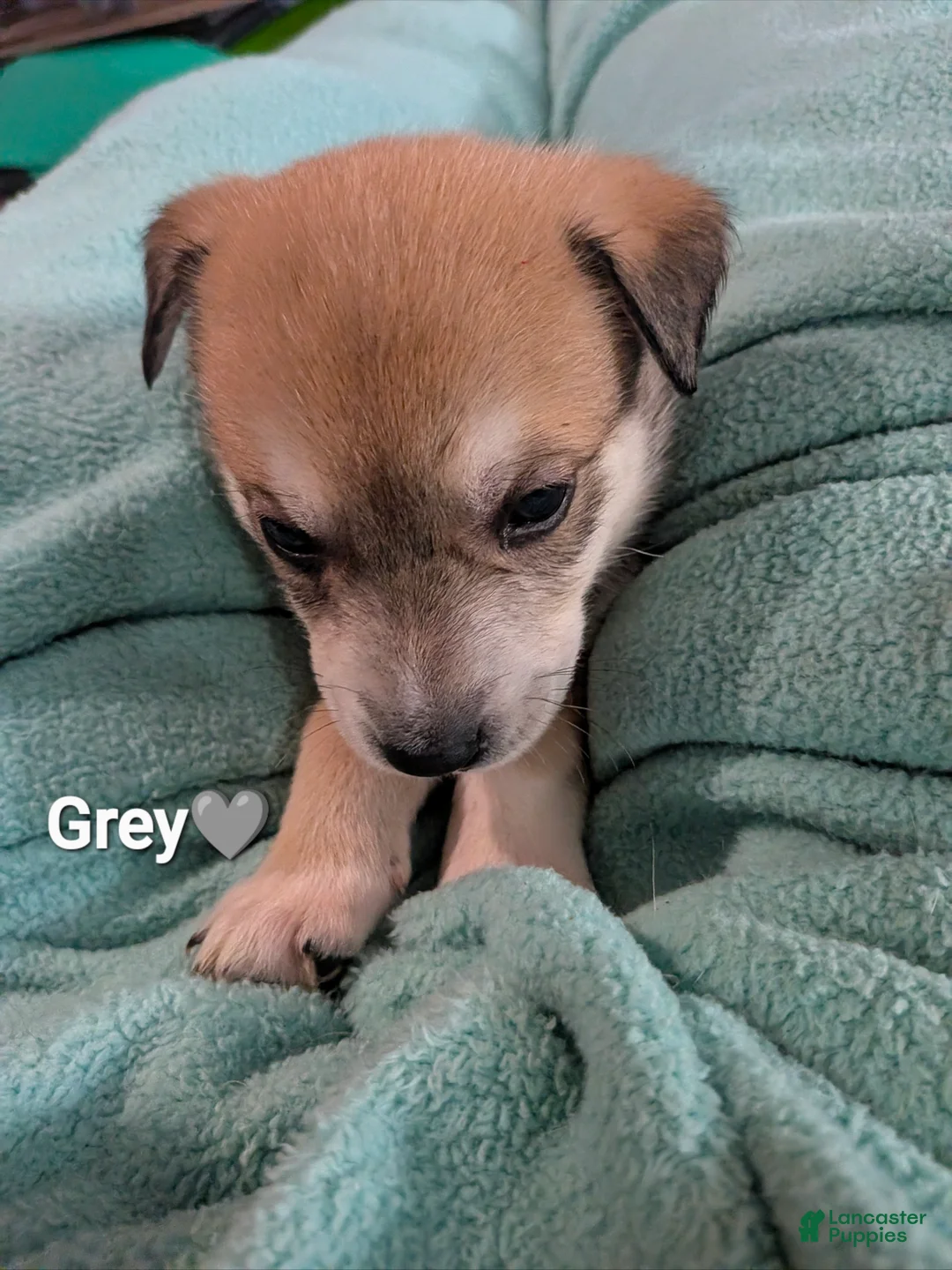 Mixed Breed dogs for sale: Grey collar - Ad 1