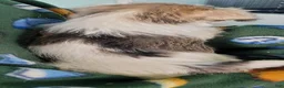 Miniature Schnauzer dogs for sale: AKC Lily - Ad 5