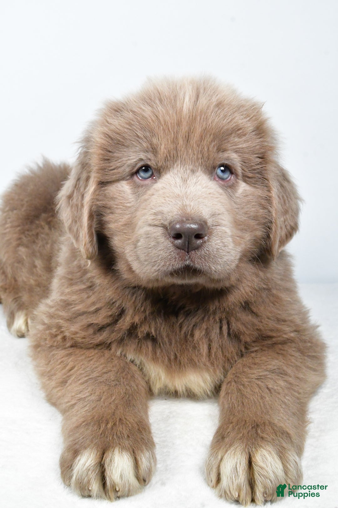 Newfoundland dogs for sale: Denver - Ad 9