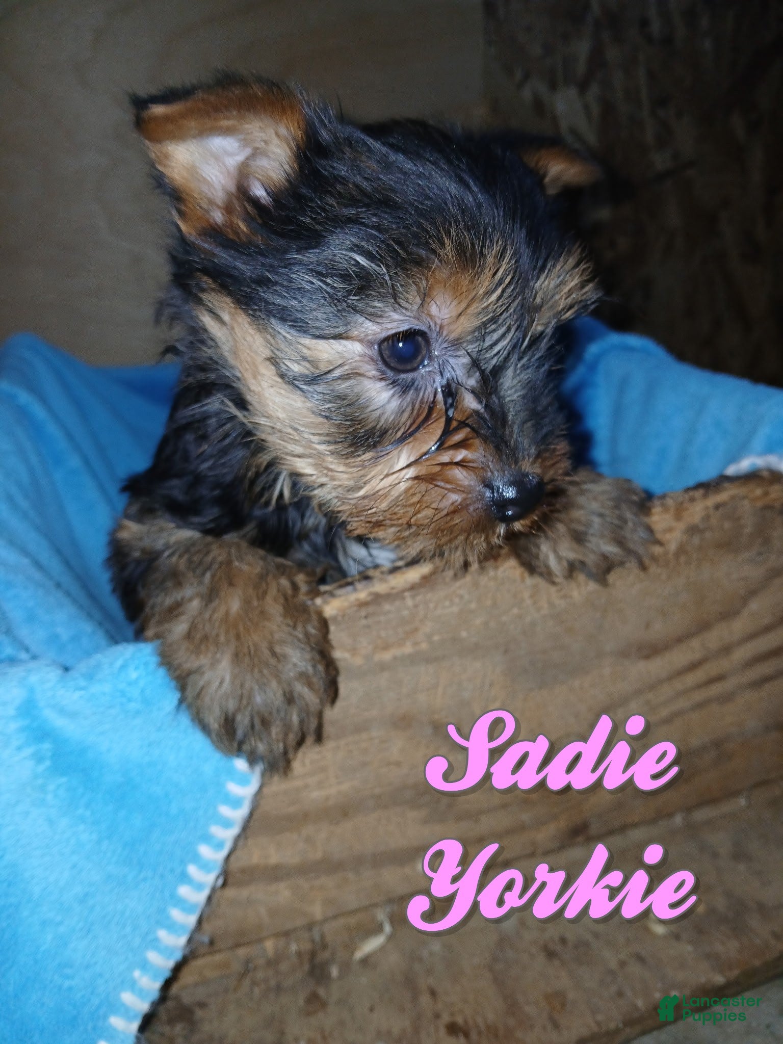 Yorkshire Terrier dogs Sadie - Ad 42