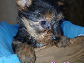 Yorkshire Terrier dogs Sadie - Ad 7