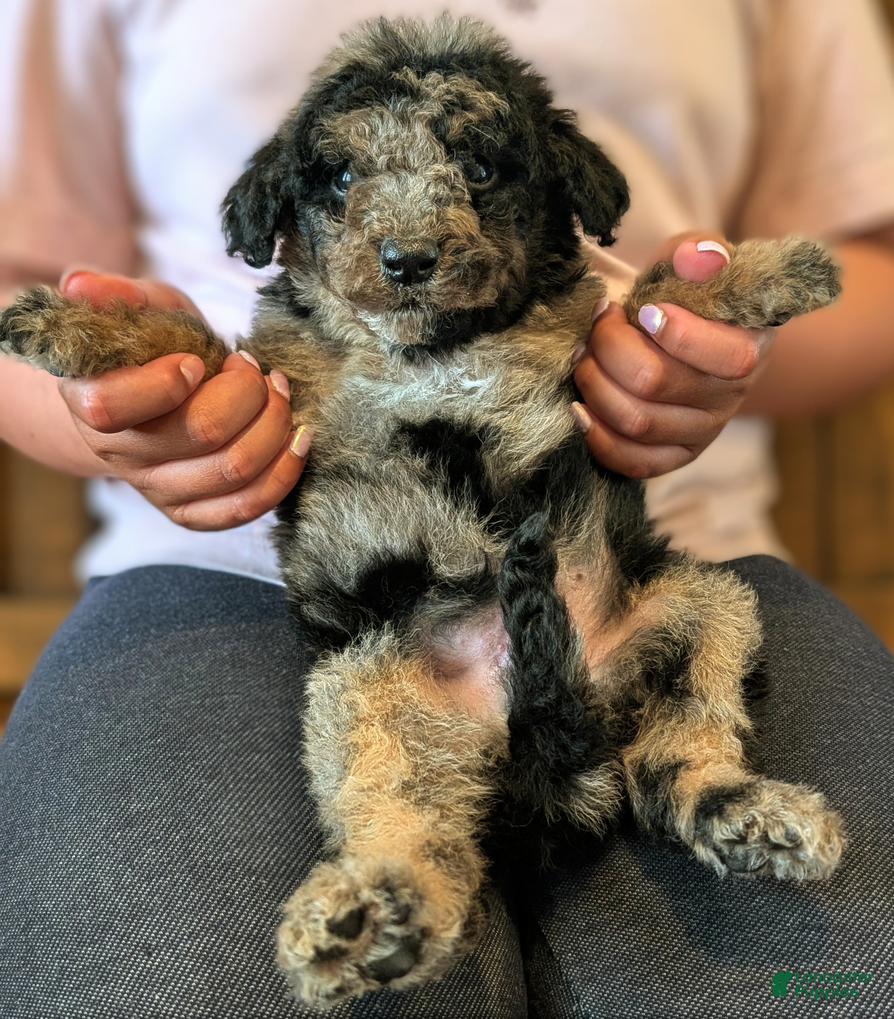 Mixed Breed dogs ROWAN - Ad 1