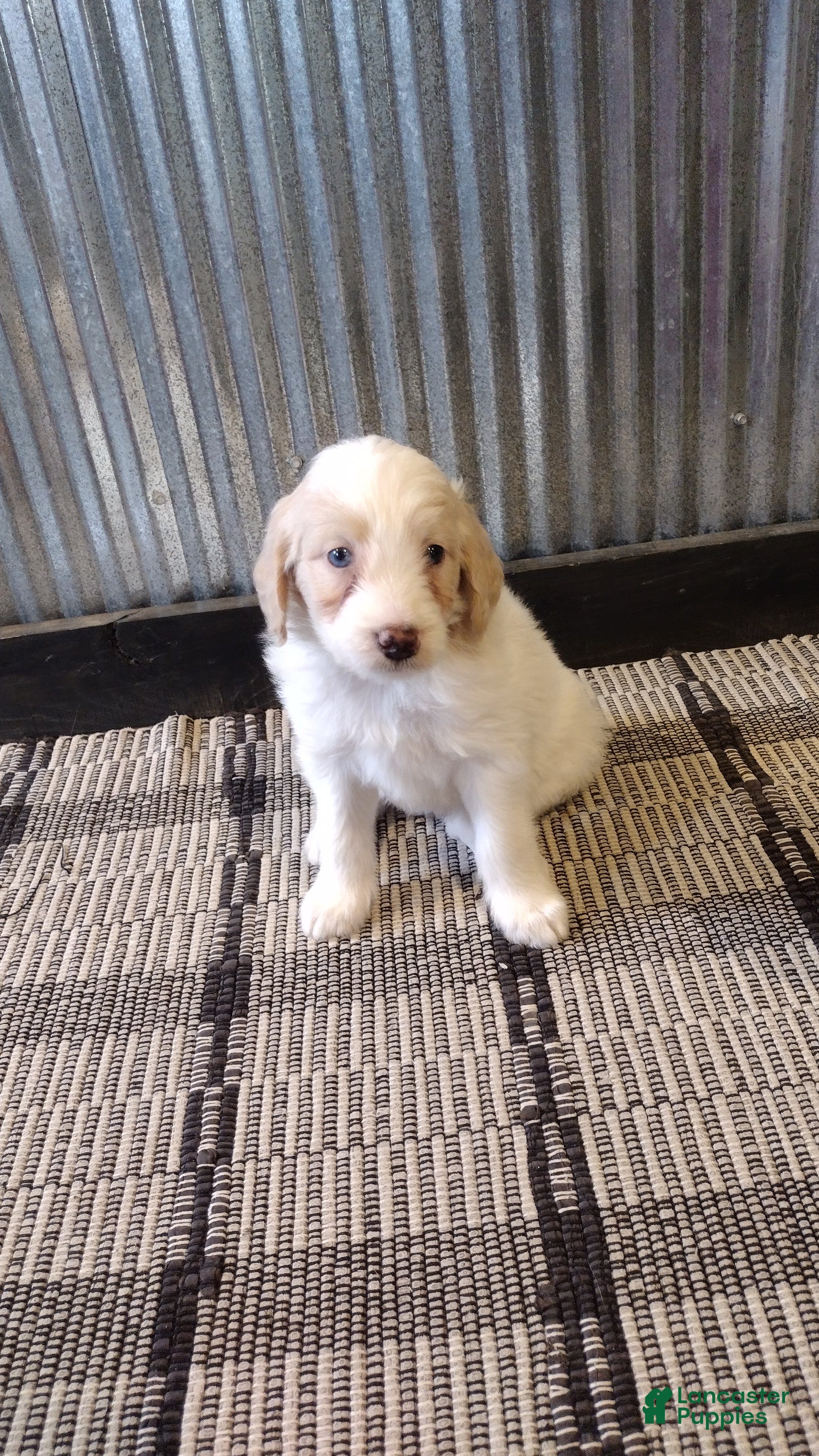 Mini Goldendoodle dogs Mylie  - Ad 1