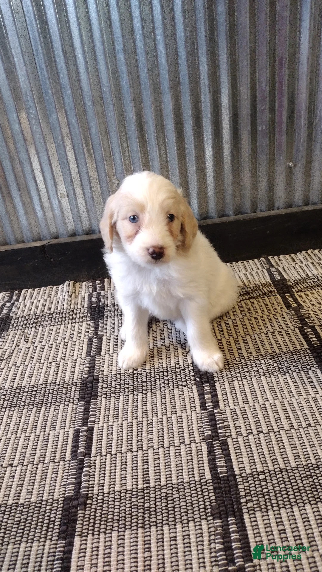 Mini Goldendoodle dogs for sale: Mylie  - Ad 1