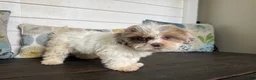 Shihpoo dogs for sale: Cinderella  - Ad 11