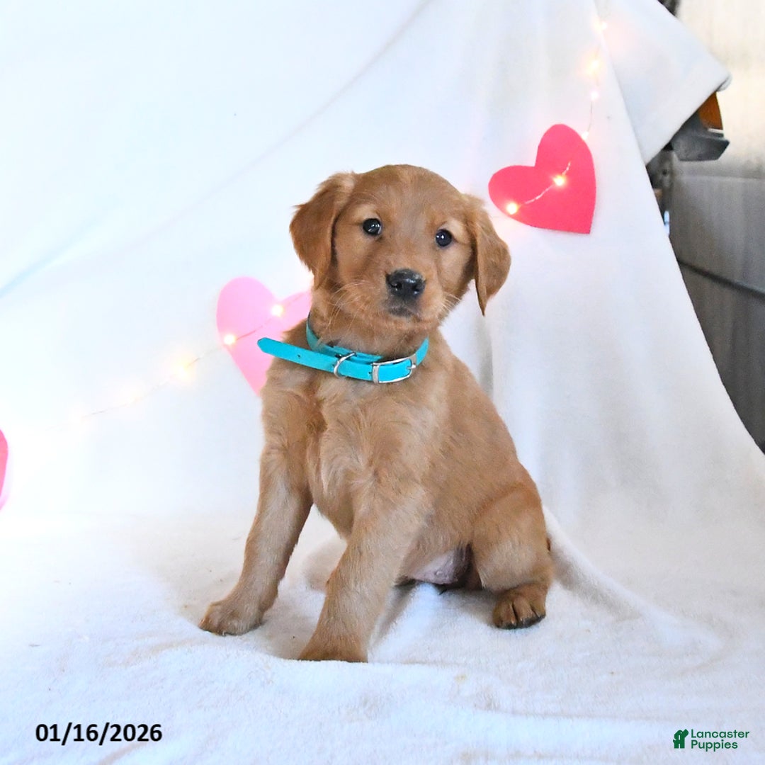 Golden Retriever dogs for sale: Maple   - Ad 3