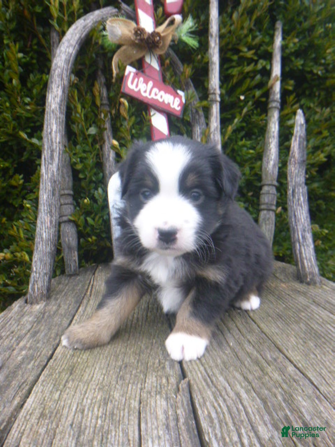 Miniature Australian Shepherd dogs for sale: Nikki - Ad 17
