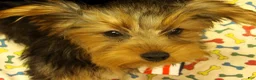 Yorkshire Terrier dogs for sale: Stuart - Ad 8