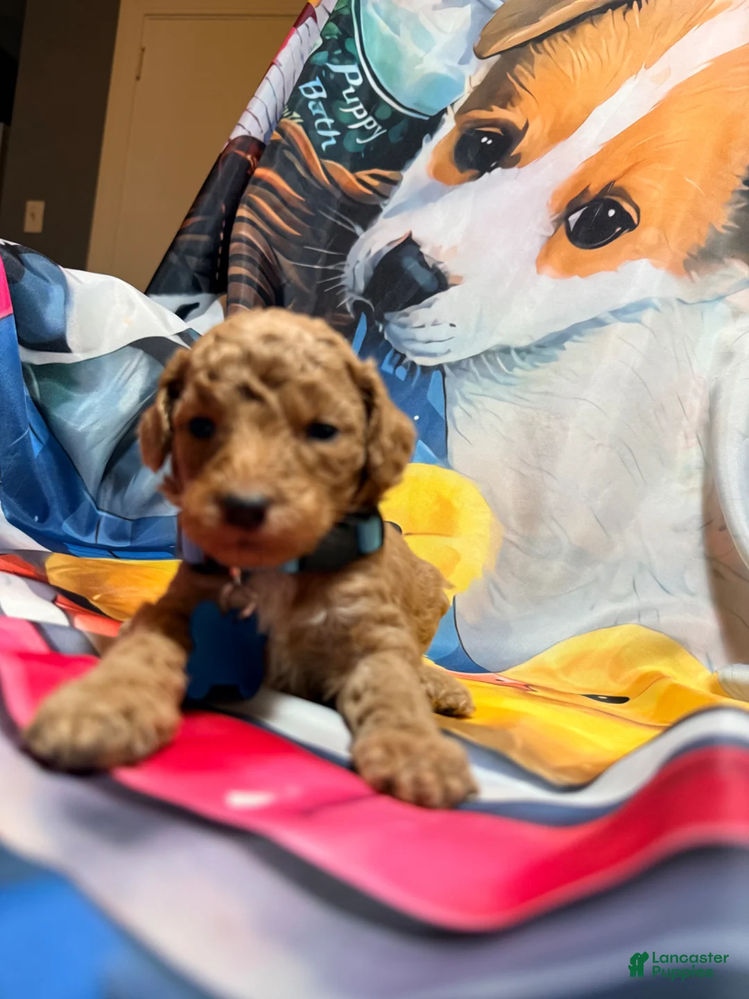 Miniature Poodle dogs for sale: Miniature Poodle Puppy 1 - Ad 9