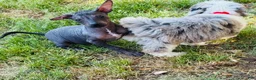 Xoloitzcuintle dogs for sale: Xoloitzcuintle Puppy 1 - Ad 5