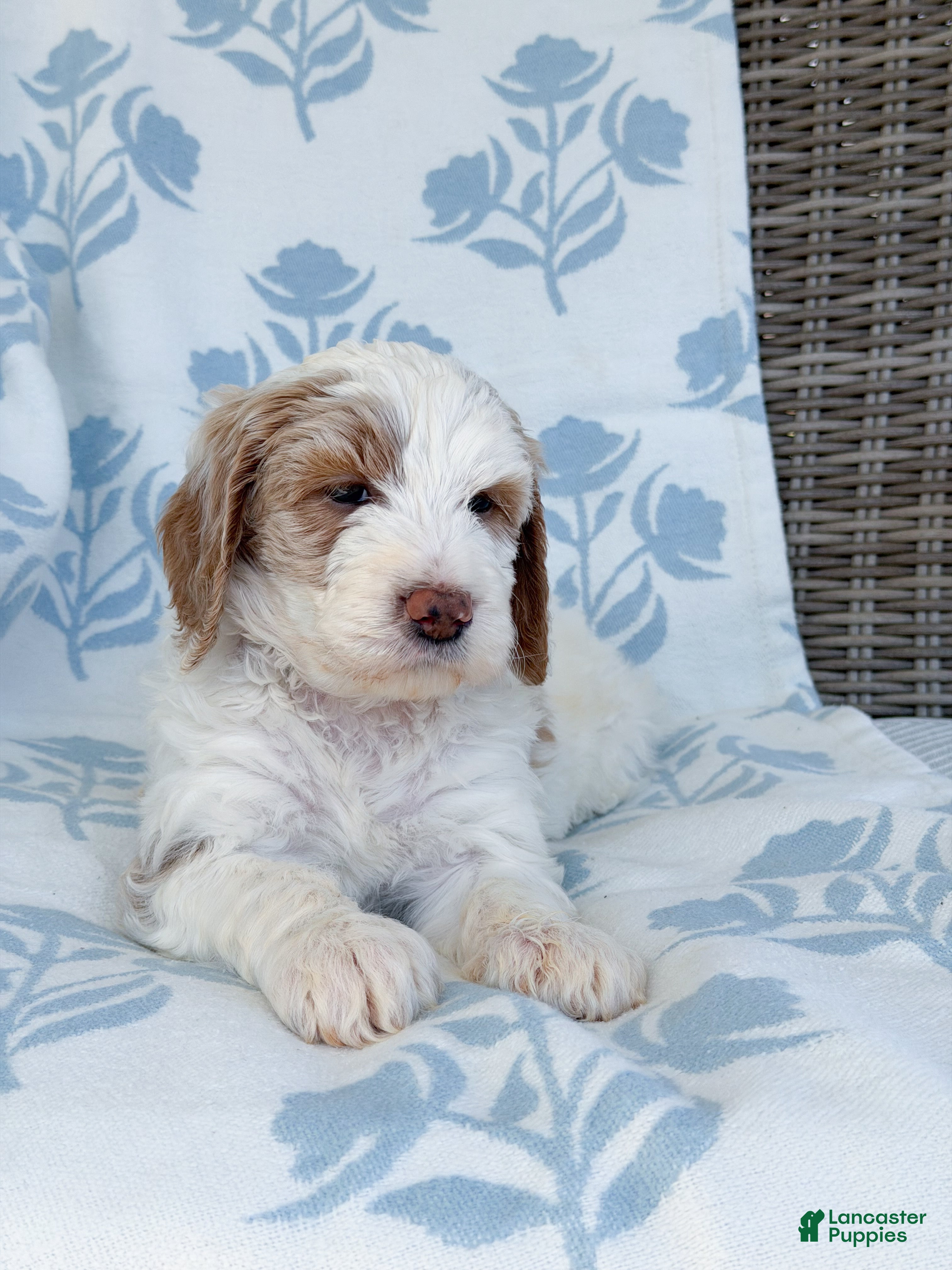 Goldendoodle dogs Amelia  - Ad 2