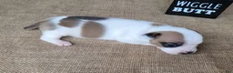 Jack Russell Terrier dogs for sale: Jax purebred JRT - Ad 2