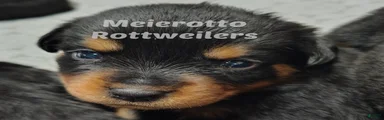 Rottweiler Puppy 7