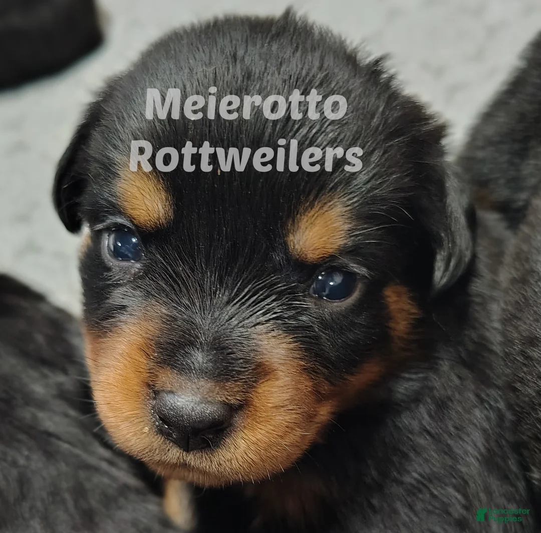 Rottweiler dogs for sale: Rottweiler Puppy 7 - Ad 1