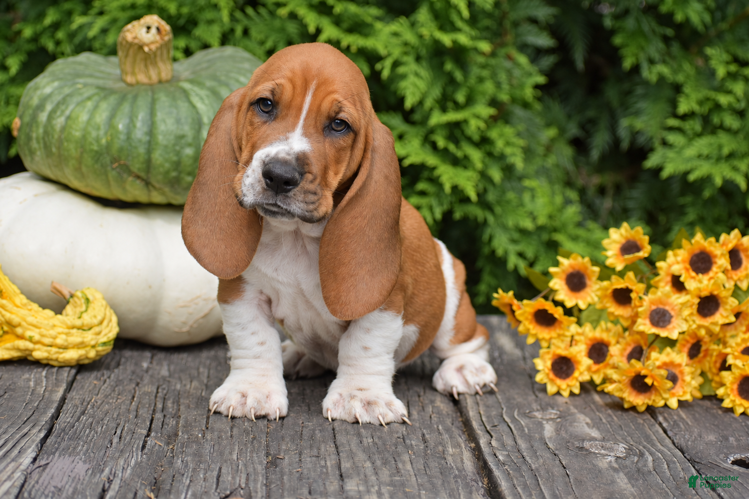 Basset Hound dogs Legend - Ad 2