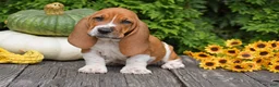 Basset Hound dogs for sale: Legend - Ad 2
