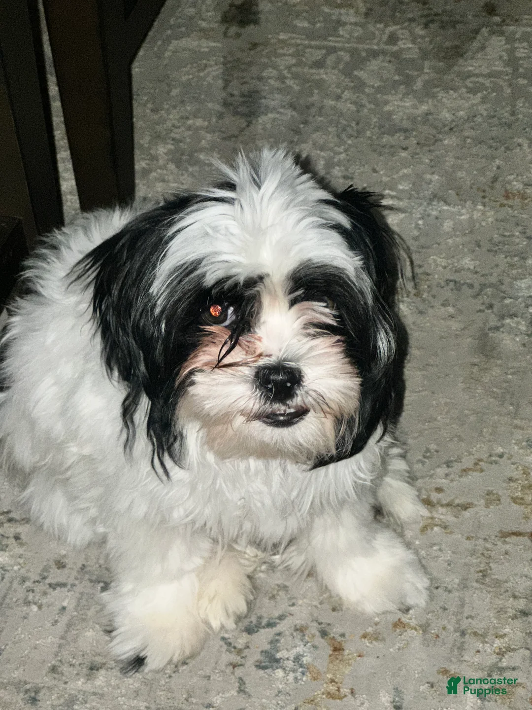 Malshi dogs for sale: Malshi Puppy 1 - Ad 5