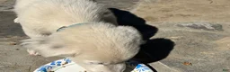 Mixed Breed dogs for sale: Mixed Breed Puppy #5 - Ad 9