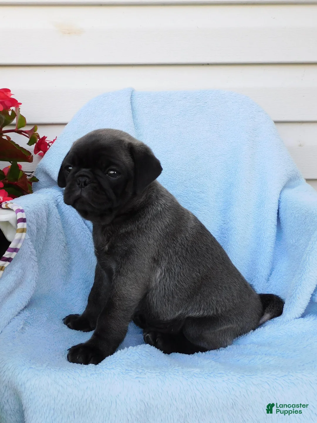Pug dogs for sale: Marcus - Ad 5