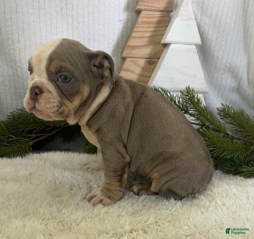 English Bulldog dogs for sale: Gemma - Ad 6