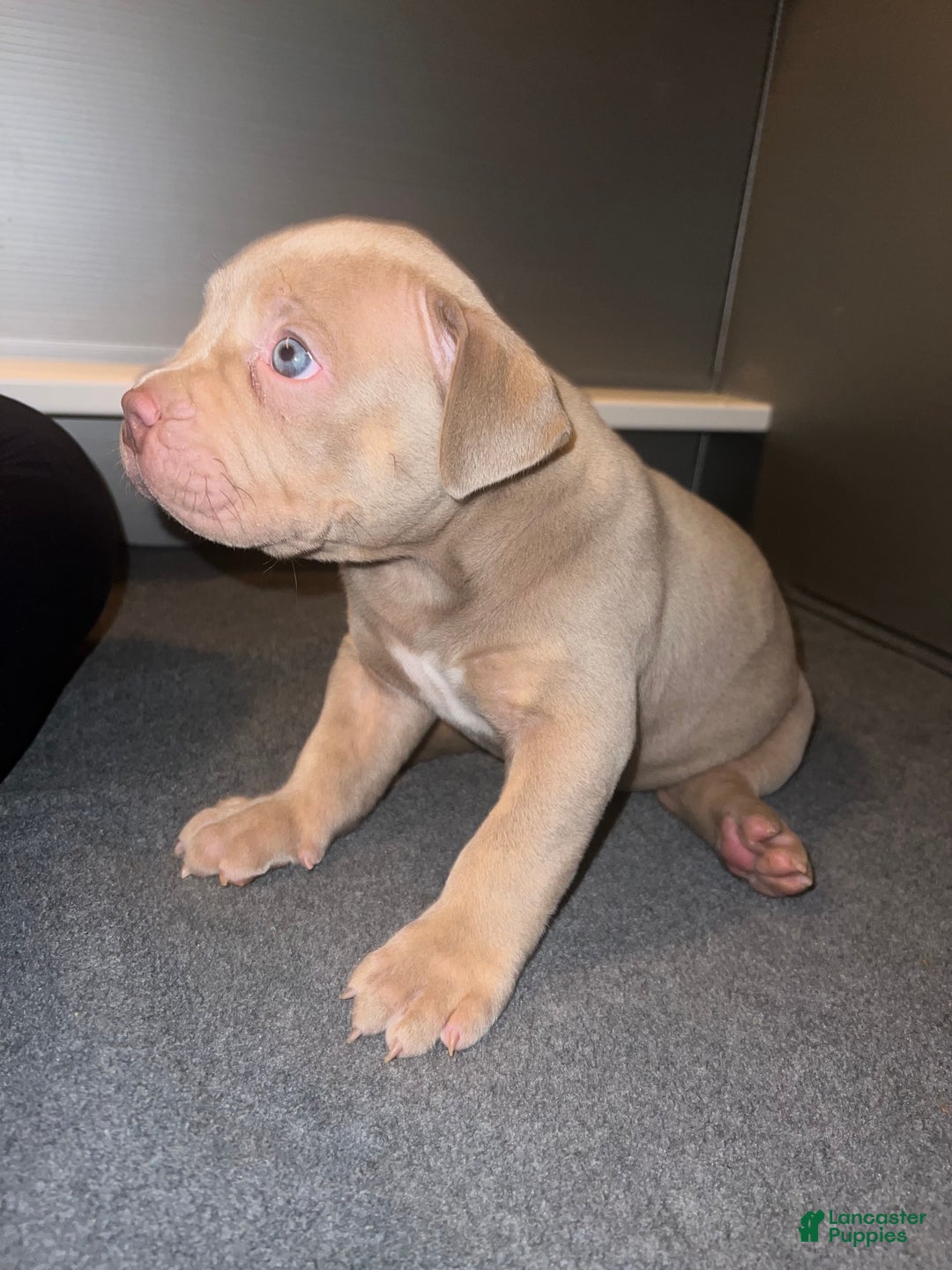 American Bully dogs for sale: Louis - Ad 7