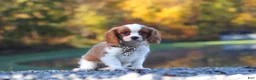 Cavalier King Charles Spaniel dogs for sale: Theo - Ad 4