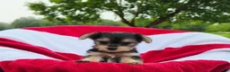 Yorkshire Terrier dogs for sale: Daisy - Ad 3