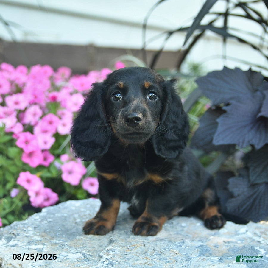 Miniature Dachshund dogs Boots  - Ad 1