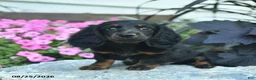 Miniature Dachshund dogs for sale: Boots  - Ad 1